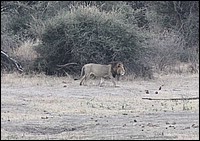 Alors, elle va me rapporter quelque chose ma mie ? J'ai faim ! (Lion - vu au parc Kruger, Afrique du Sud)