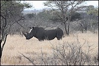 J'ai mis mes cornes en enfilade pour que mon profil soit meilleur (Rhinocros blanc - vu au parc Kruger, Afrique du Sud)