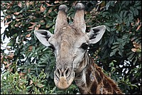 Le premier qui dit que j'ai des rides je le dcalque ! (Girafe - vue au parc Kruger, Afrique du Sud)