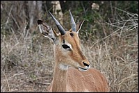 Attends ! Voil mon meilleur profil (Impala - vu au parc Kruger, Afrique du Sud)