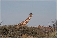 T'as vu le cou(p) ? je me cache et tu me vois encore ! (Giraffe vue  Augrabies Falls National Park, Afrique du Sud)