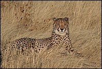 Majestueux je suis  distance tu resteras (Cheetah - ou Gupard - vu au Cheetah Parc, Namibie)