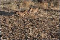 Dis donc, tu as fini de me bouffer ma pitance ? (Cheetahs - ou Gupards - vus au Cheetah Parc, Namibie)