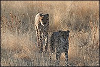 Gare  vous on arrive ! (Cheetahs - ou Gupards - vus au Cheetah Parc, Namibie)