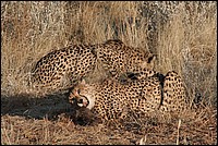 Tu vois, si tu approches, je fais pareil avec tes mollets (Cheetahs - ou Gupards - vus au Cheetah Parc, Namibie)