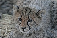 Pas mignon mon minois ? J'ai deux mois ... (Bb Cheetah - ou Gupard - vu au Cheetah Parc, Namibie)