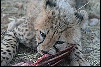 ... mais dj je tranche dans le vif (Bb Cheetah - ou Gupard - vu au Cheetah Parc, Namibie)