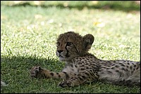 ... et je digre ! (Bb Cheetah - ou Gupard - vu au Cheetah Parc, Namibie)