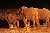 Runion de famille (Elphants - vus  Etosha Park, Namibie)