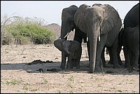 Zavez vu ? Je sais dj dployer mes oreilles pour vous effrayer (Elphants - vus au parc Chobe, Botswana)