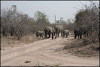 Montrons leur qu'on les snobe. Toutes vos fesses vers eux ! (Elphants - vus au parc Chobe, Botswana)