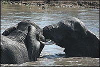 Ne vous y trompez pas, on s'amuse (Elphants - vus au parc Kruger, Afrique du Sud)