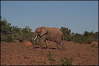 I'am a poor alone .... vieux solitaire (Elphant vu  Addo Elephant National Park, Afrique du Sud)