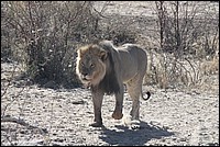 Who is the king ? Moi bien sûr ! (Lion vu au Kgalagadi Transfrontier National Park, Afrique du Sud) 
