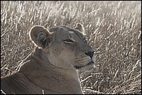 ... and who is the Queen ? moi bien sûr ! (Lionne vue au Kgalagadi Transfrontier National Park, Afrique du Sud) 