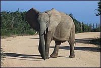 Bon, fini de rigoler. Ou tu recules ou je te montre à quoi servent les 2 trucs blancs en ivoire (Elephant vu à Addo Elephant National Park, Afrique du Sud)