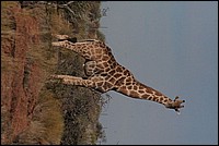 Dans l'autre sens je rentre pas sur ton cran h pat.... ! (Giraffe vue  Augrabies Falls National Park, Afrique du Sud)