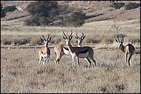 Qui c'est qui observe qui ? (Impalas vus au Kgalagadi Transfrontier National Park, Afrique du Sud) 